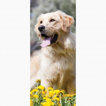 Fototapeta - DV1301 - Veľký pes - Zlatý retriever