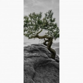 Fototapeta - DV1365 - Černo-bílá borovice v horách