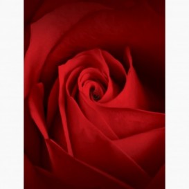 Fototapeta - PL1042 - Červená ruža