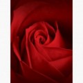 Fototapeta - PL1042 - Červená růže