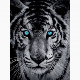 Fototapeta - PL1058 - Čierno-biely tiger