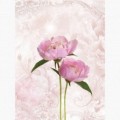 Fototapeta - PL1081 - Ružové kvety