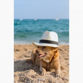 Fototapeta - PL1088 - Pes na pláži
