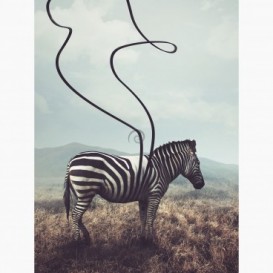 Fototapeta - PL1394 - Zebra