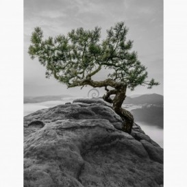 Fototapeta - PL1397 - Černo-bílá borovice v horách