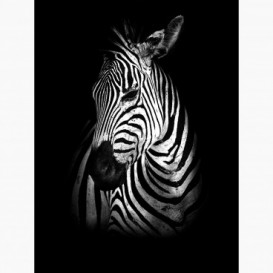 Fototapeta - PL1403 - Zebra