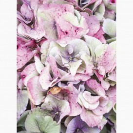 Fototapeta - PL1424 - Hortenzia