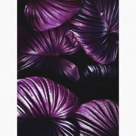 Fototapeta - PL1439 - Veľké fialové listy