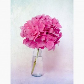 Fototapeta - PL1459 - Růžový květ v láhvi