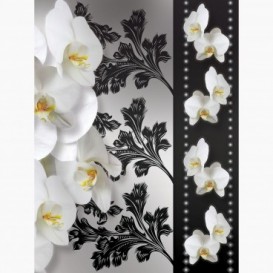 Fototapeta - PL1473 - Bílé orchidej