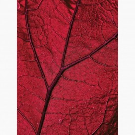 Fototapeta - PL1560 - Detail červený listu