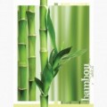 Fototapeta - PL1631 - Bambus