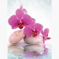 Fototapeta - PL1656 - Orchidea na kamíncích