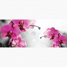 Fototapeta - PA5053 - Růžová orchidej