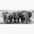 Fototapeta - PA5334 - Čierno-biele slony
