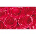 Samolepiaca fólia 12679 Ruže 45cm