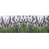 Samolepiaca bordúra Levandule BO5023 10,6cmx5m