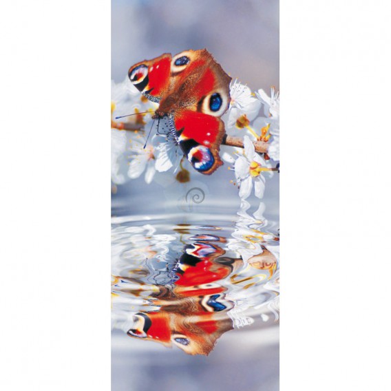 Dverová fototapeta - DV0043 - Motýľ