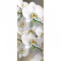Dverová fototapeta - DV0319 - Biele kvety