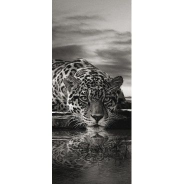 Dverová fototapeta - DV0103 - Čiernobiely jaguár