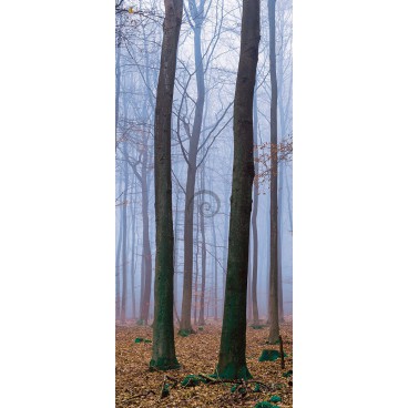 Dverová fototapeta - FT3498 - Zahmlený les