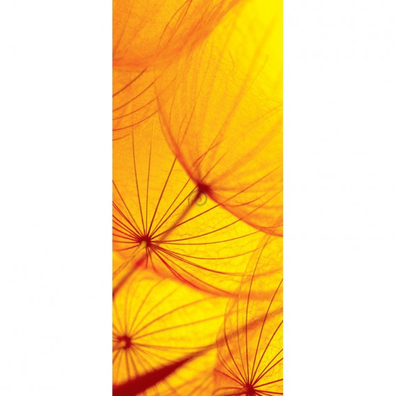Dverová fototapeta - DV0219 - Oranžová púpava
