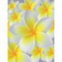 Fototapeta panel - PL0006 - Žltobiely kvet
