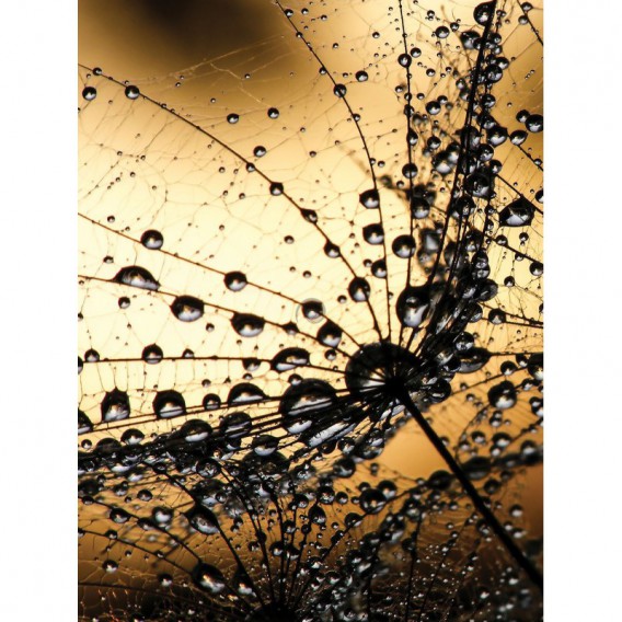 Fototapeta panel - PL0014 - Rosa na kvete