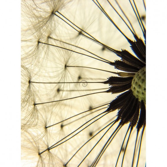 Fototapeta panel - PL0026 - Púpava