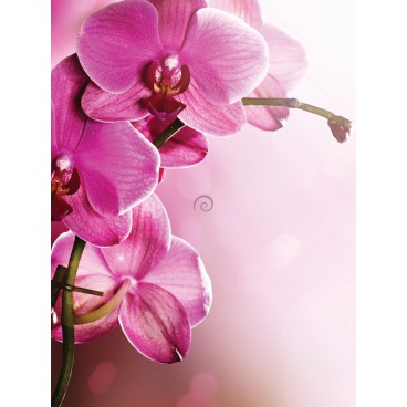 Fototapeta panel - PL0030 - Ružový kvet