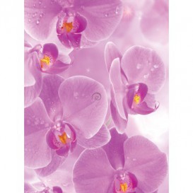 Fototapeta panel - PL0191 - Ružové kvety