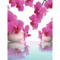 Fototapeta panel - PL0193 - Ružové kvety