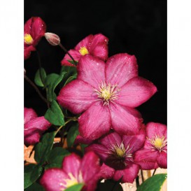 Fototapeta panel - PL0197 - Ružové kvety