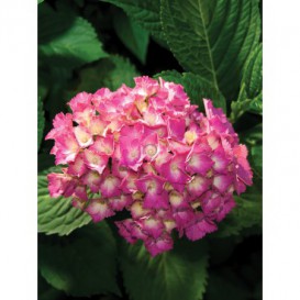 Fototapeta panel - PL0201 - Ružové kvety