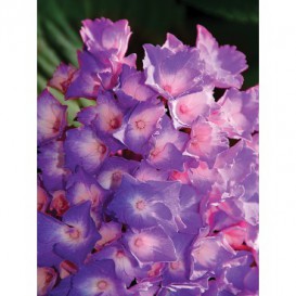 Fototapeta panel - PL0203 - Fialové kvety