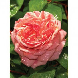 Fototapeta panel - PL0206 - Ružová ruža