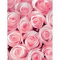 Fototapeta panel - PL0322 - Ruže - ružové