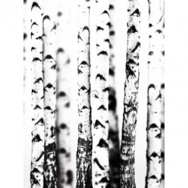 Fototapeta panel - PL0342 - Brezový háj - čierno biely efekt