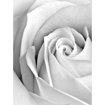 Fototapeta panel - PL0356 - Biela ruža