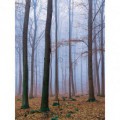 Fototapeta panel - PL0541 - Zahmlený les