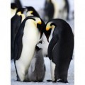 Fototapeta panel - PL0556 - Tučniaky kráľovské