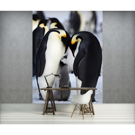 Fototapeta panel - PL0556 - Tučniaky kráľovské