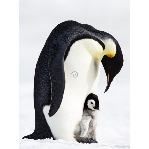 Fototapeta panel - PL0557 - Tučniak kráľovský s mláďaťom