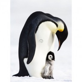 Fototapeta panel - PL0557 - Tučniak kráľovský s mláďaťom
