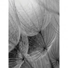 Fototapeta panel - PL0584 - Čiernobiela púpava