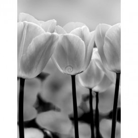 Fototapeta panel - PL0589 - Čiernobiele tulipány