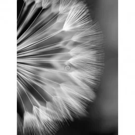 Fototapeta panel - PL0593 - Čiernobiela púpava