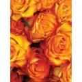 Fototapeta panel - PL0781 - Oranžové ruže