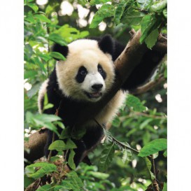 Fototapeta panel - PL0782 - Panda