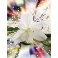 Fototapeta panel - PL0808 - Biely kvet
